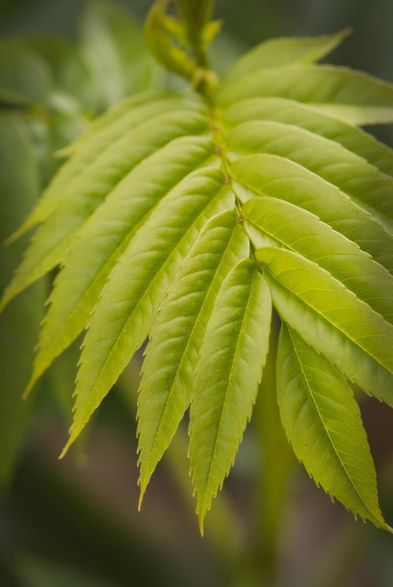 Mystical Botany