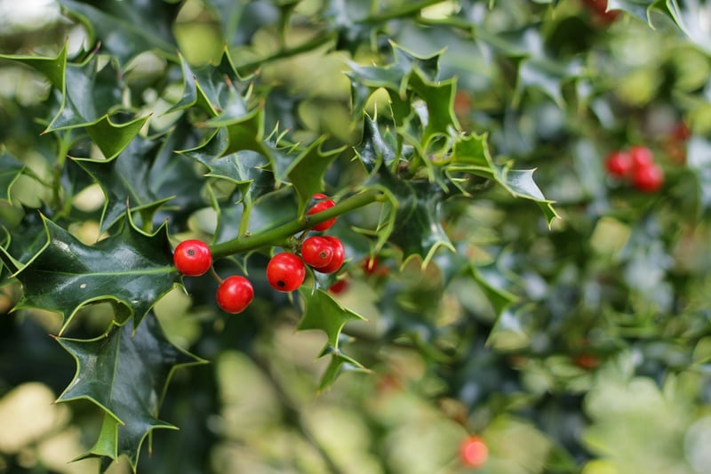 Mistletoe